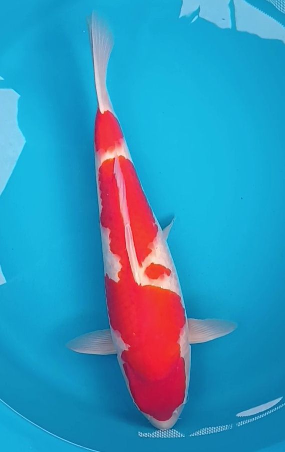 Kohaku